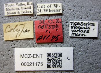 Media type: image;   Entomology 21175 Aspect: labels
